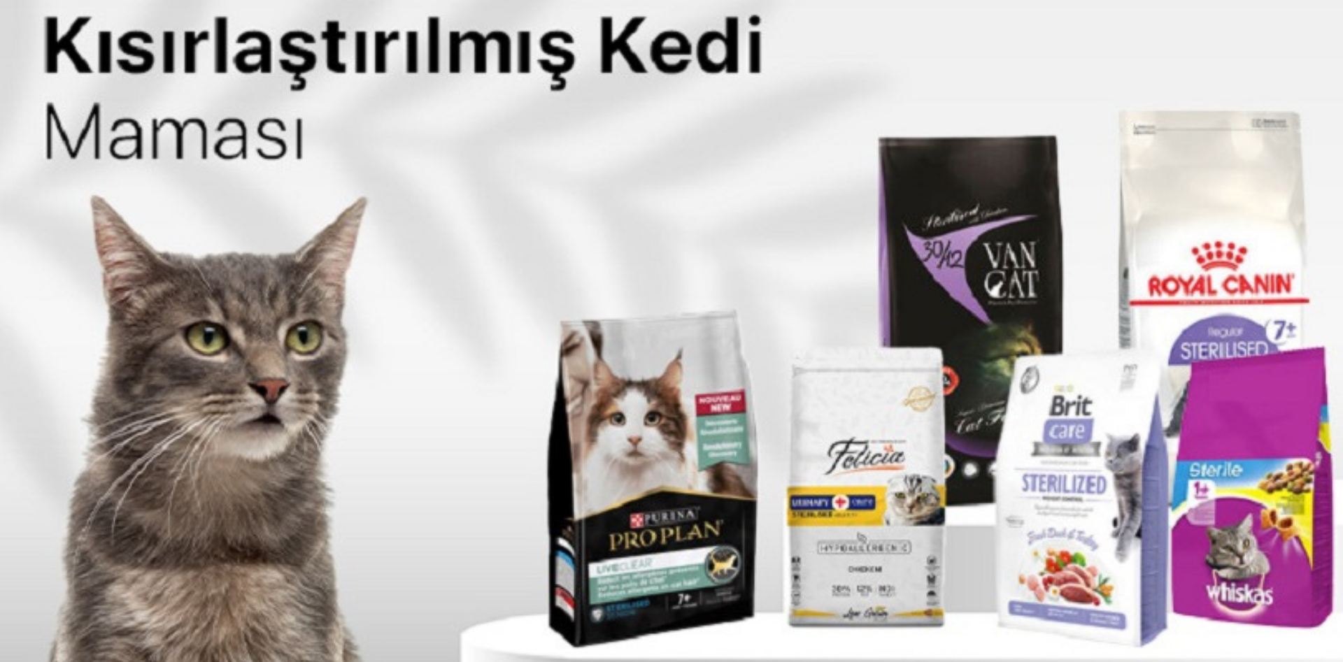 Kedi Kumu